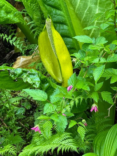 Skunk cabbage with salmonberry flowers, one of my favorites since I was 4 years old. Skunk cabbage with salmonberry flowers, one of my favorites since I was 4 years old.